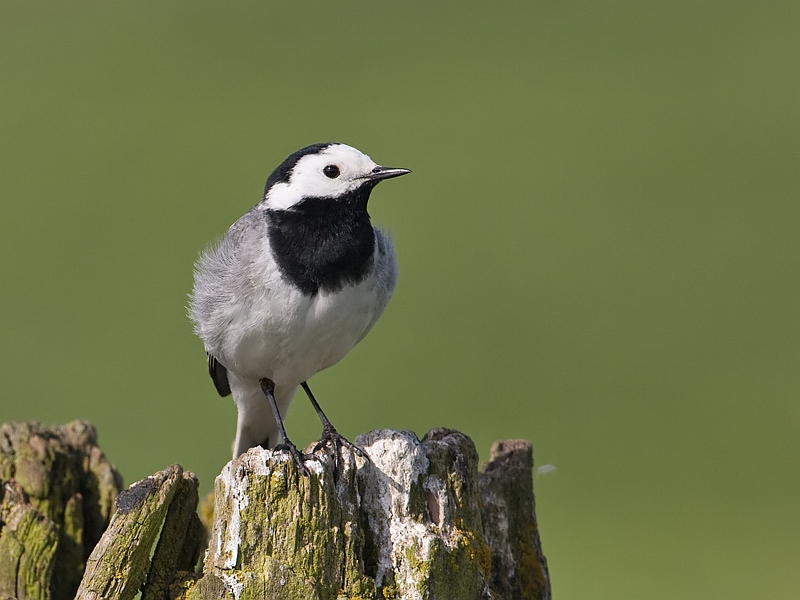 Motacilla alba Pied Wagtail Witte Kwikstaart